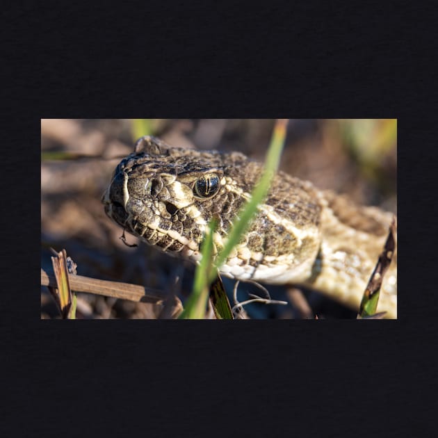 Rattlesnake by gdb2